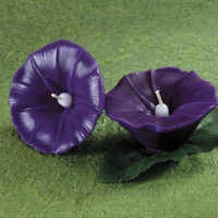 Morning Glory Floating Candle