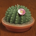 Large Cactus (5 1/2"x4")