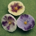 Midsize Pansy Floating Candle