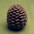 Large Pine Cone